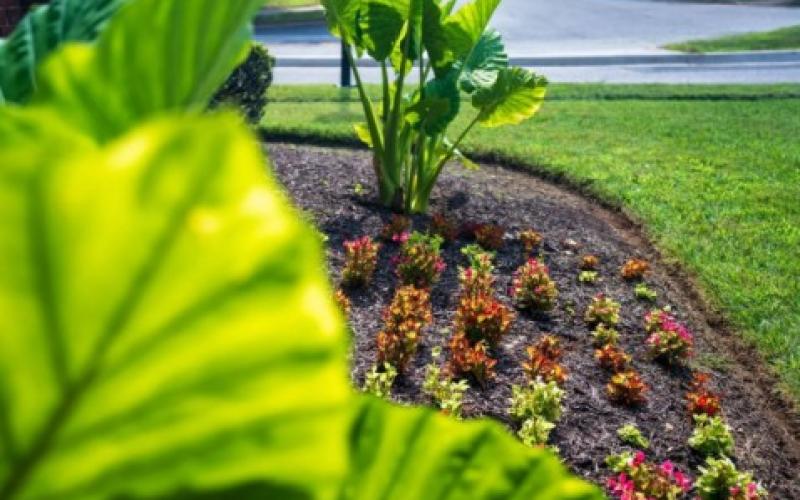 Commercial Landscape Maintenance Arlington TX | Property Care Guide